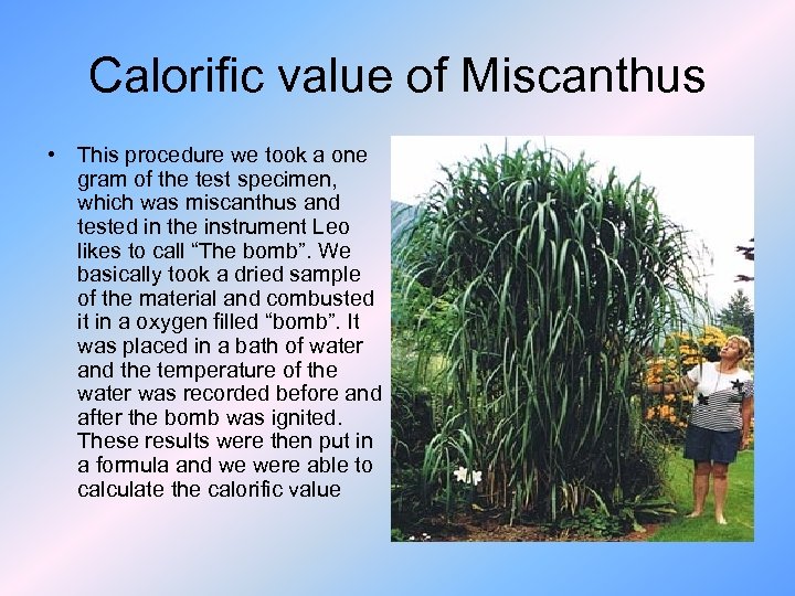 Calorific value of Miscanthus • This procedure we took a one gram of the