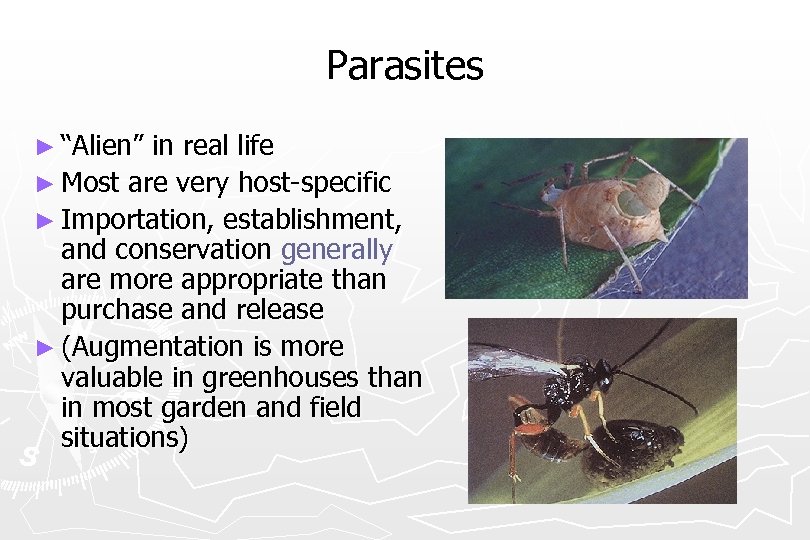 Parasites ► “Alien” in real life ► Most are very host-specific ► Importation, establishment,
