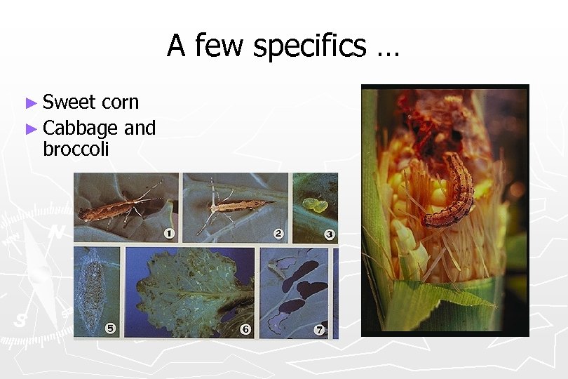 A few specifics … ► Sweet corn ► Cabbage and broccoli 