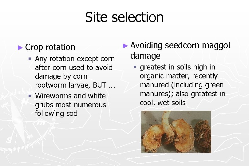 Site selection ► Crop rotation § Any rotation except corn after corn used to