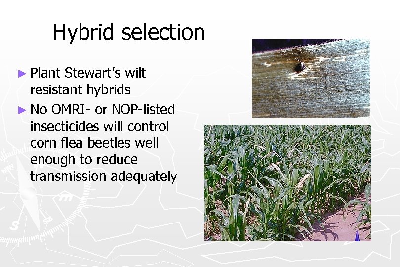 Hybrid selection ► Plant Stewart’s wilt resistant hybrids ► No OMRI- or NOP-listed insecticides