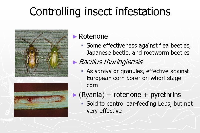 Controlling insect infestations ► Rotenone § Some effectiveness against flea beetles, Japanese beetle, and