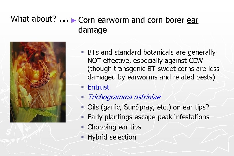 What about? . . . ► Corn earworm and corn borer ear Corn earworm