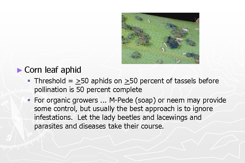 ► Corn leaf aphid § Threshold = >50 aphids on >50 percent of
