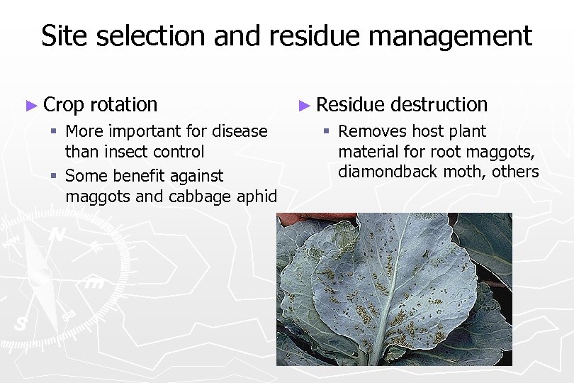 Site selection and residue management ► Crop rotation § More important for disease than