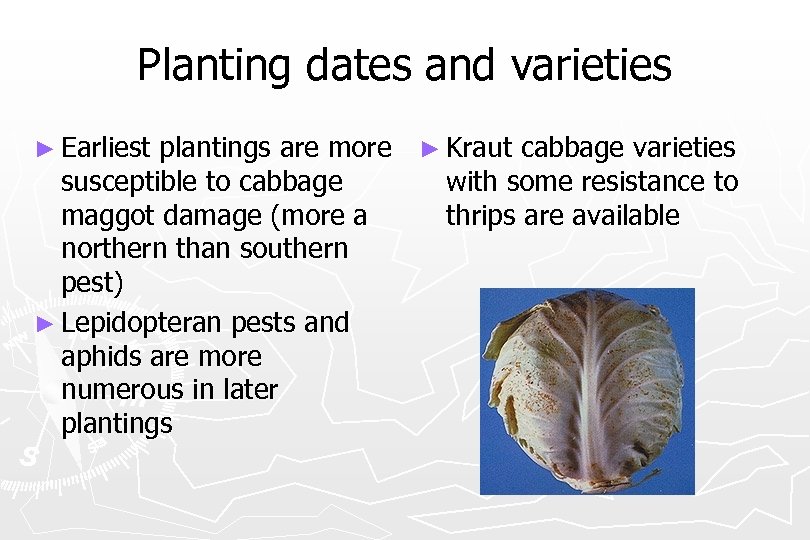 Planting dates and varieties ► Earliest plantings are more ► Kraut cabbage varieties susceptible