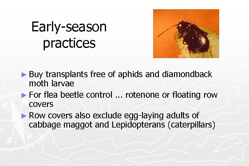 Early-season practices ► Buy transplants free of aphids and diamondback moth larvae ► For