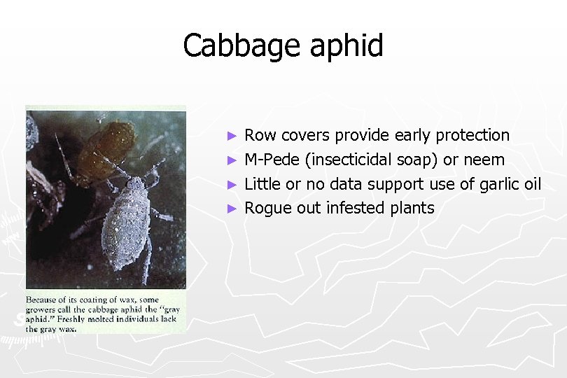 Cabbage aphid Row covers provide early protection ► M-Pede (insecticidal soap) or neem ►