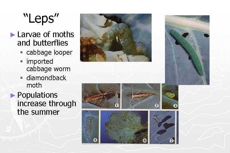 “Leps” ► Larvae of moths and butterflies § cabbage looper § imported cabbage worm
