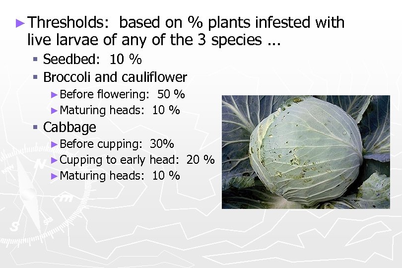 ► Thresholds: based on % plants infested with live larvae of any of the