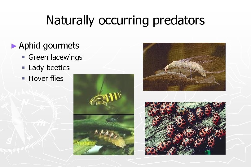 Naturally occurring predators ► Aphid gourmets § § § Green lacewings Lady beetles Hover