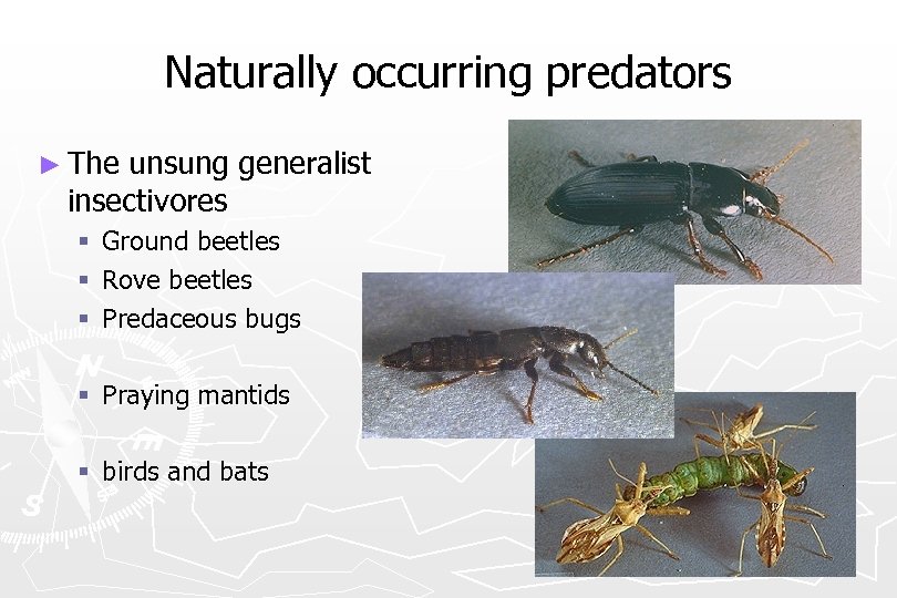 Naturally occurring predators ► The unsung generalist insectivores § § § Ground beetles Rove