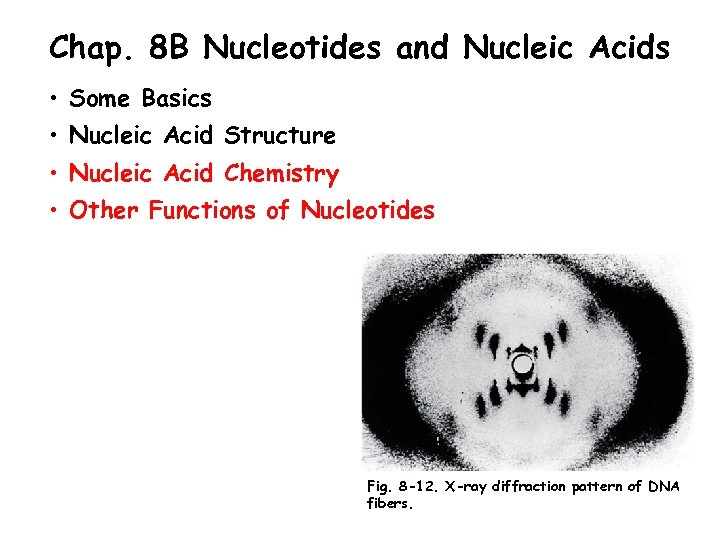 Chap. 8 B Nucleotides and Nucleic Acids • Some Basics • Nucleic Acid Structure