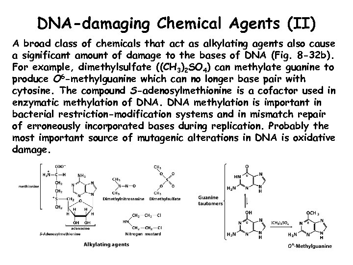 DNA-damaging Chemical Agents (II) A broad class of chemicals that act as alkylating agents