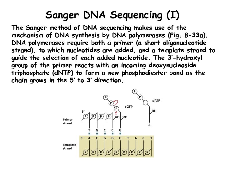 Sanger DNA Sequencing (I) The Sanger method of DNA sequencing makes use of the