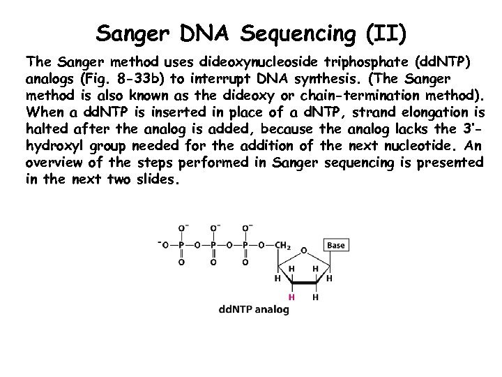 Sanger DNA Sequencing (II) The Sanger method uses dideoxynucleoside triphosphate (dd. NTP) analogs (Fig.