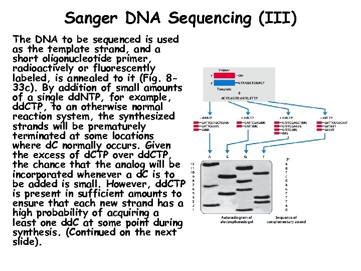 Sanger DNA Sequencing (III) The DNA to be sequenced is used as the template