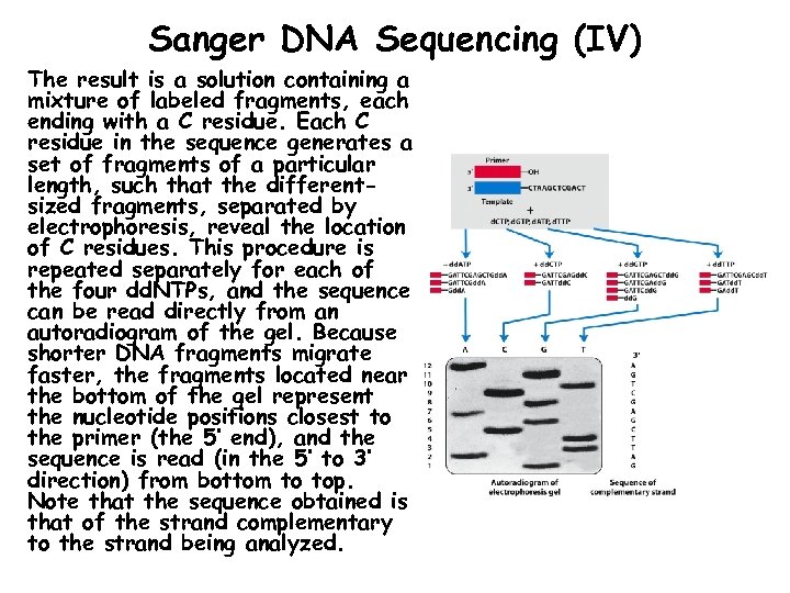 Sanger DNA Sequencing (IV) The result is a solution containing a mixture of labeled