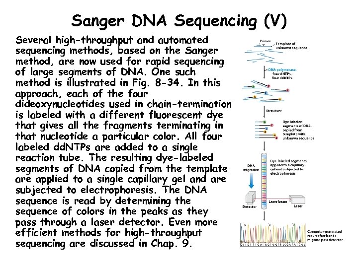 Sanger DNA Sequencing (V) Several high-throughput and automated sequencing methods, based on the Sanger