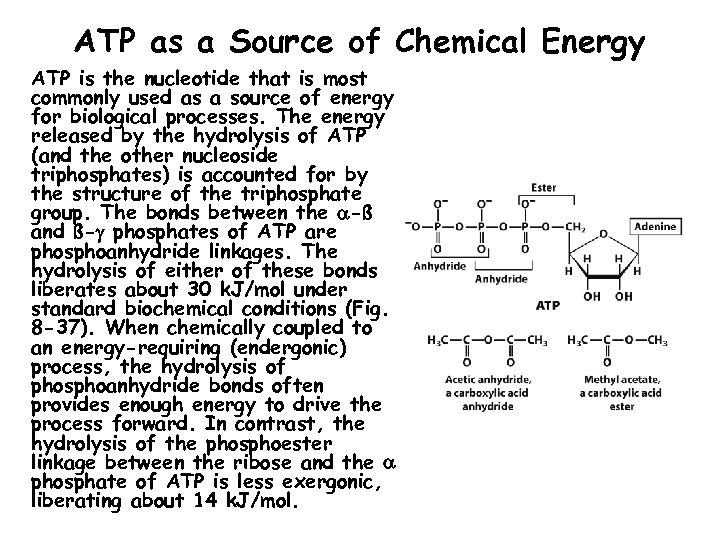 ATP as a Source of Chemical Energy ATP is the nucleotide that is most