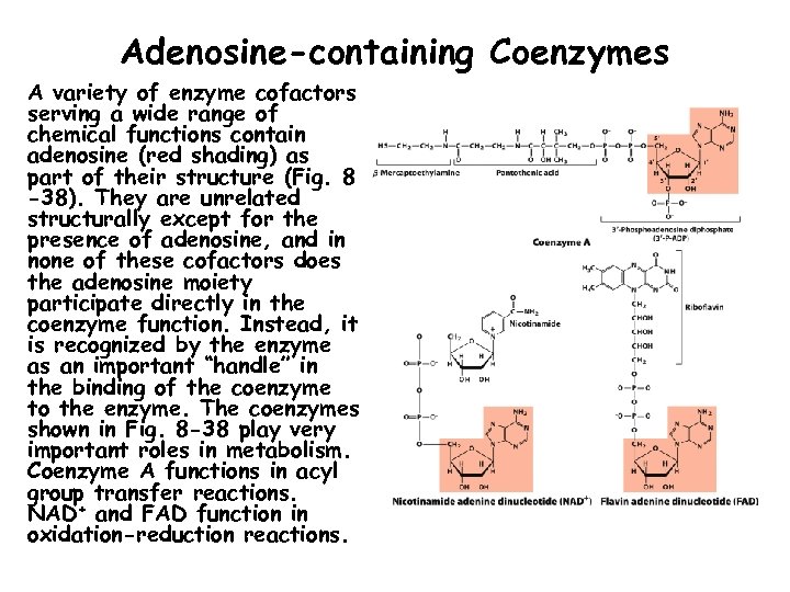 Adenosine-containing Coenzymes A variety of enzyme cofactors serving a wide range of chemical functions