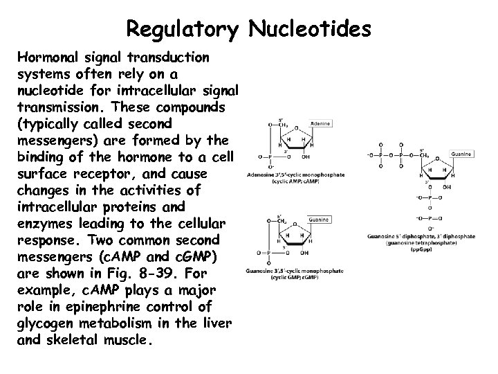 Regulatory Nucleotides Hormonal signal transduction systems often rely on a nucleotide for intracellular signal