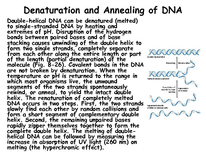 Denaturation and Annealing of DNA Double-helical DNA can be denatured (melted) to single-stranded DNA