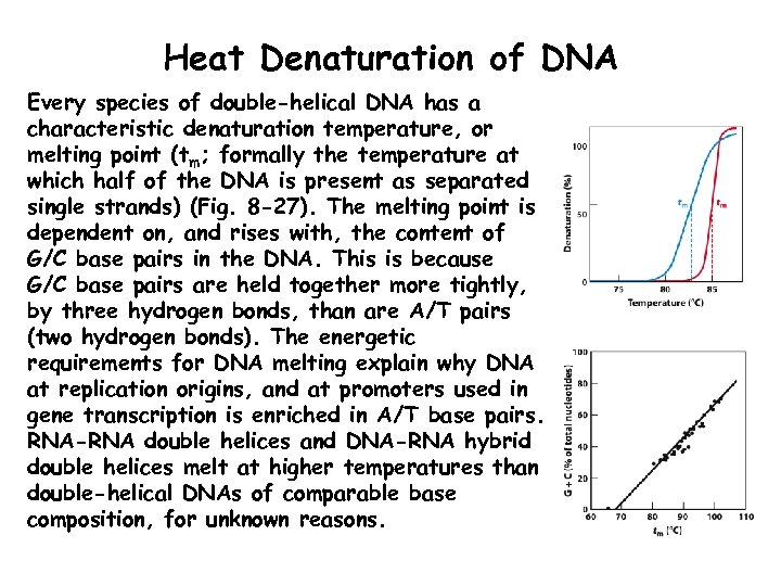 Heat Denaturation of DNA Every species of double-helical DNA has a characteristic denaturation temperature,