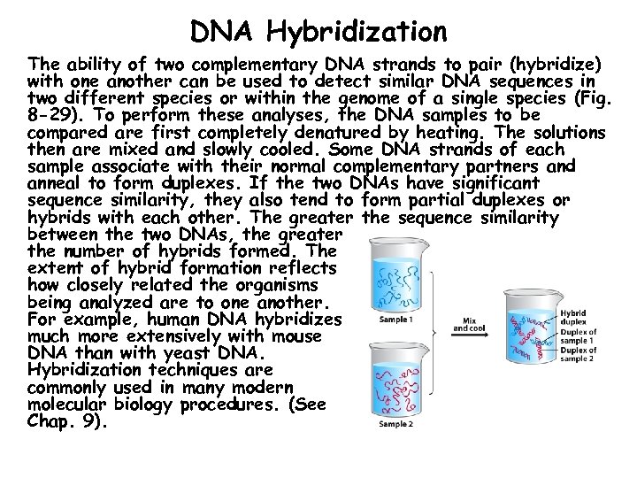 DNA Hybridization The ability of two complementary DNA strands to pair (hybridize) with one