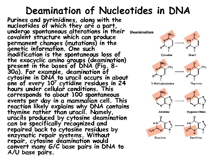 Deamination of Nucleotides in DNA Purines and pyrimidines, along with the nucleotides of which