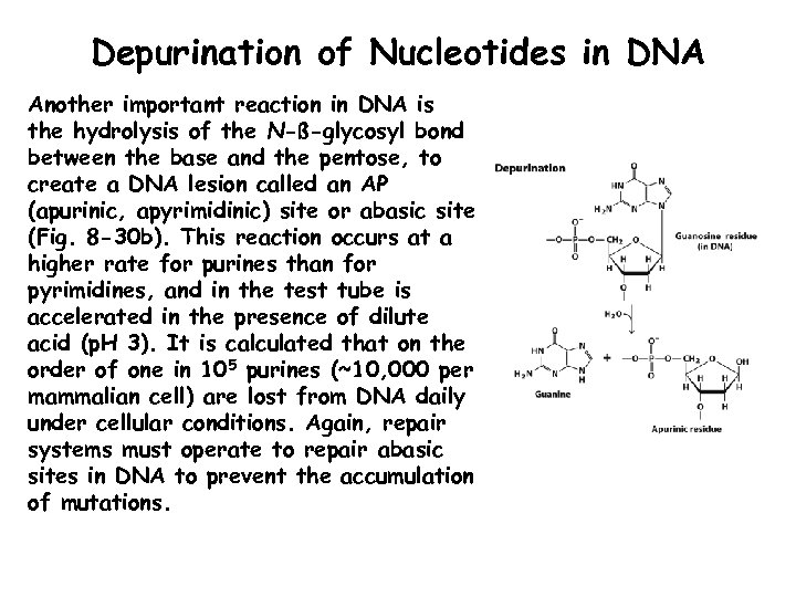 Depurination of Nucleotides in DNA Another important reaction in DNA is the hydrolysis of