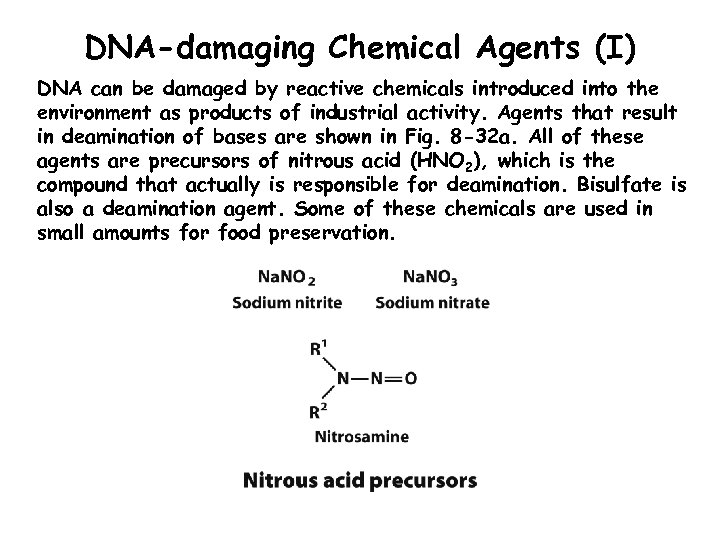 DNA-damaging Chemical Agents (I) DNA can be damaged by reactive chemicals introduced into the