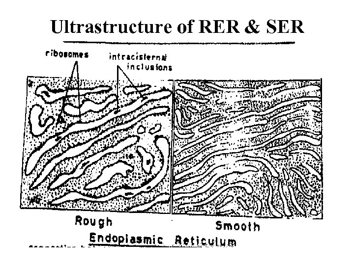 Ultrastructure of RER & SER 