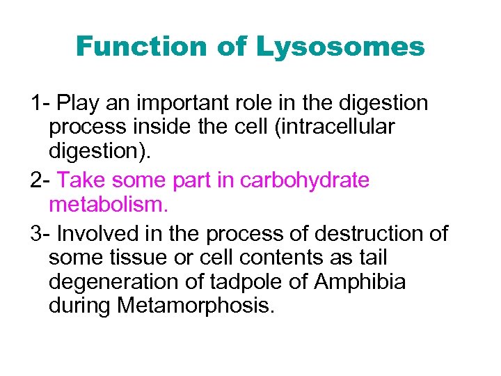 Function of Lysosomes 1 - Play an important role in the digestion process inside