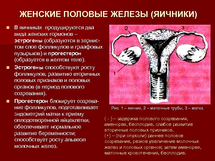 ЖЕНСКИЕ ПОЛОВЫЕ ЖЕЛЕЗЫ (ЯИЧНИКИ) В яичниках продуцируются два вида женских гормонов – эстрогены (образуются