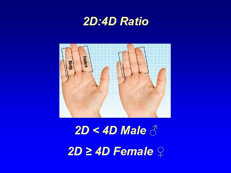 2 D: 4 D Ratio 2 D < 4 D Male ♂ 2 D