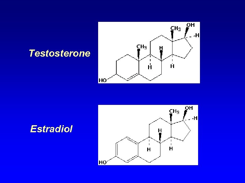 Testosterone Estradiol 