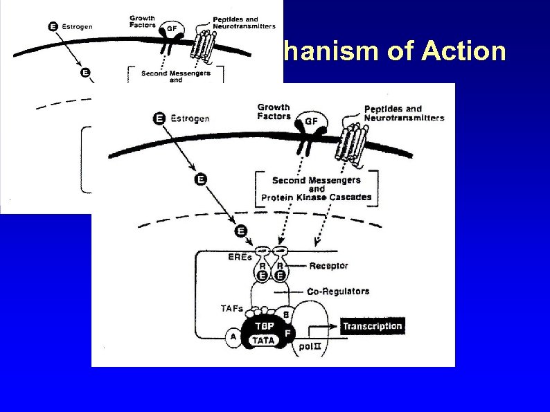 Sex Hormone Mechanism of Action 