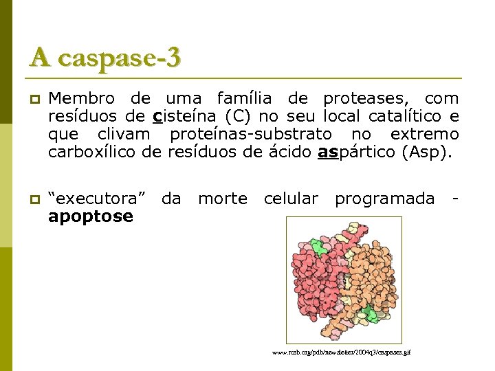 A caspase-3 p Membro de uma família de proteases, com resíduos de cisteína (C)