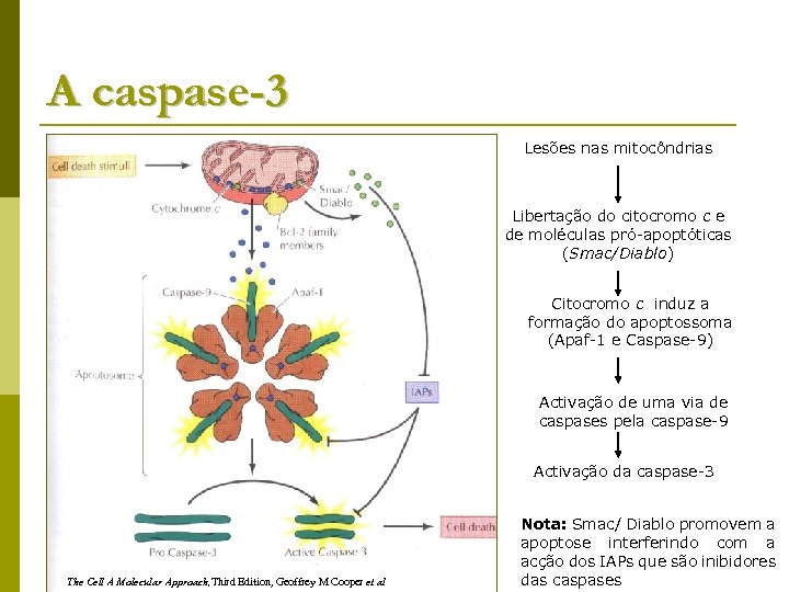 A caspase-3 Lesões nas mitocôndrias Libertação do citocromo c e de moléculas pró-apoptóticas (Smac/Diablo)