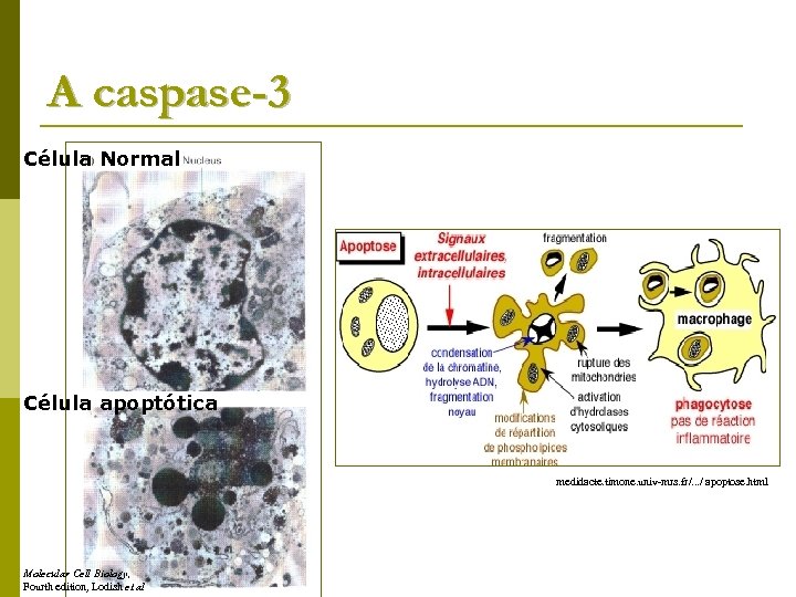 A caspase-3 Célula Normal Célula apoptótica medidacte. timone. univ-mrs. fr/. . . / apoptose.