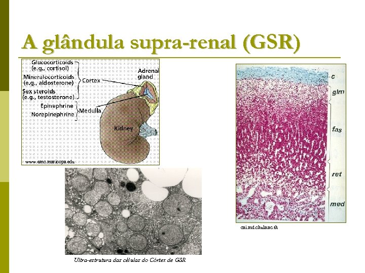 A glândula supra-renal (GSR) www. emc. maricopa. edu cai. md. chula. ac. th Ultra-estrutura