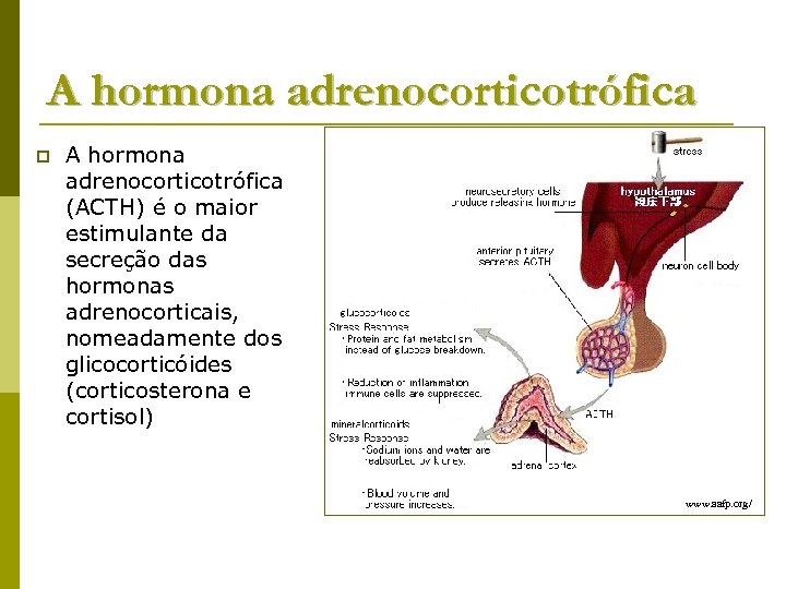 A hormona adrenocorticotrófica p A hormona adrenocorticotrófica (ACTH) é o maior estimulante da secreção