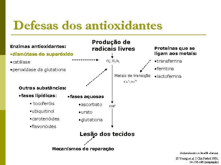 Defesas dos antioxidantes Enzimas antioxidantes: • dismútase do superóxido Produção de radicais livres Proteínas