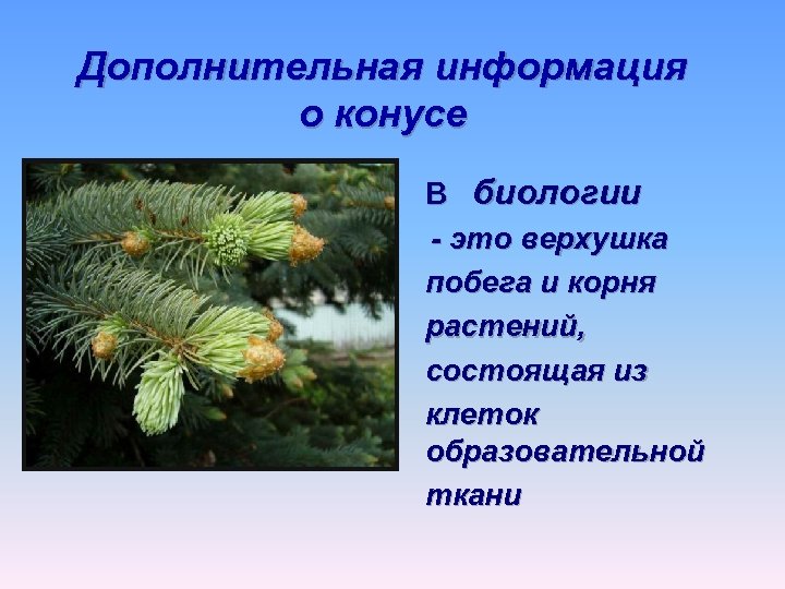 Дополнительная информация о конусе В биологии - это верхушка побега и корня растений, состоящая