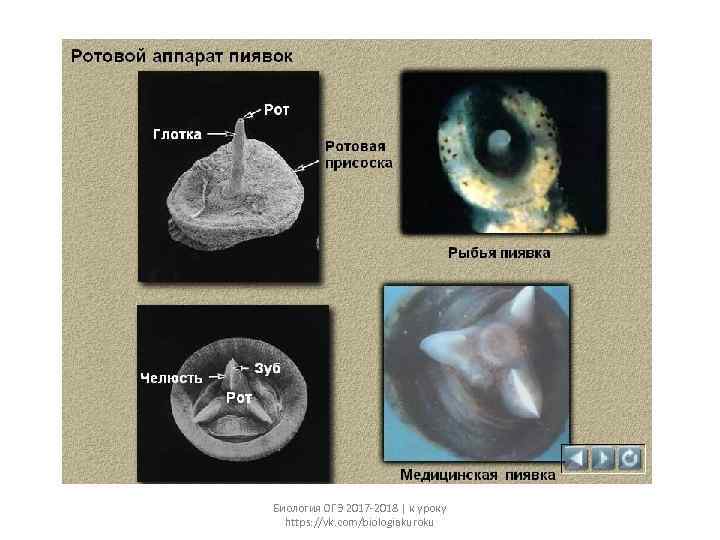 Биология ОГЭ 2017 -2018 | к уроку https: //vk. com/biologiakuroku 