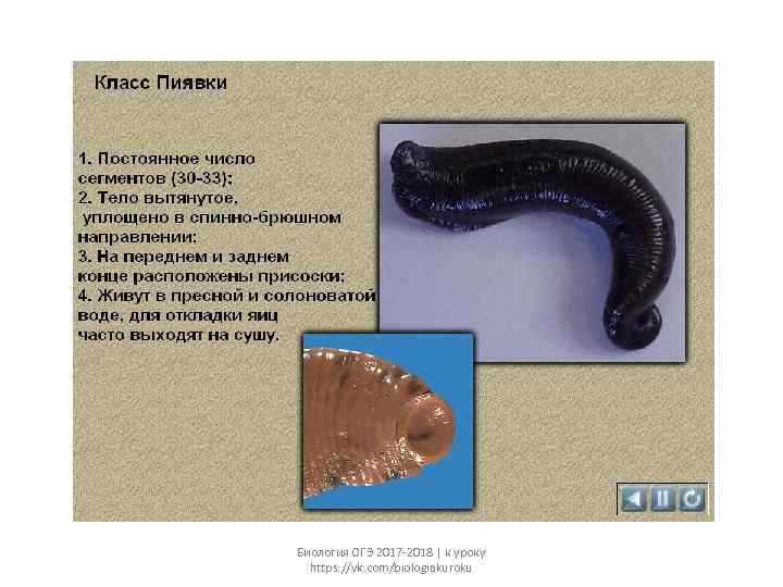 Биология ОГЭ 2017 -2018 | к уроку https: //vk. com/biologiakuroku 