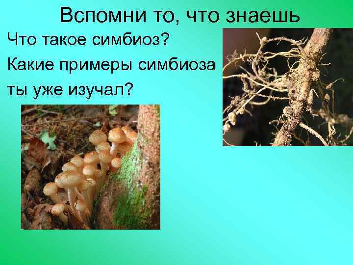 Вспомни то, что знаешь Что такое симбиоз? Какие примеры симбиоза ты уже изучал? 