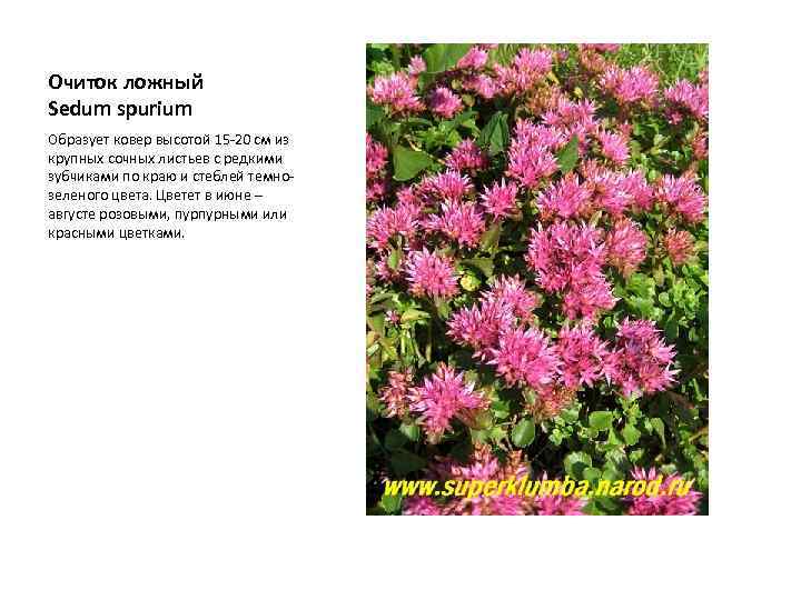 Очиток ложный Sedum spurium Образует ковер высотой 15 -20 см из крупных сочных листьев