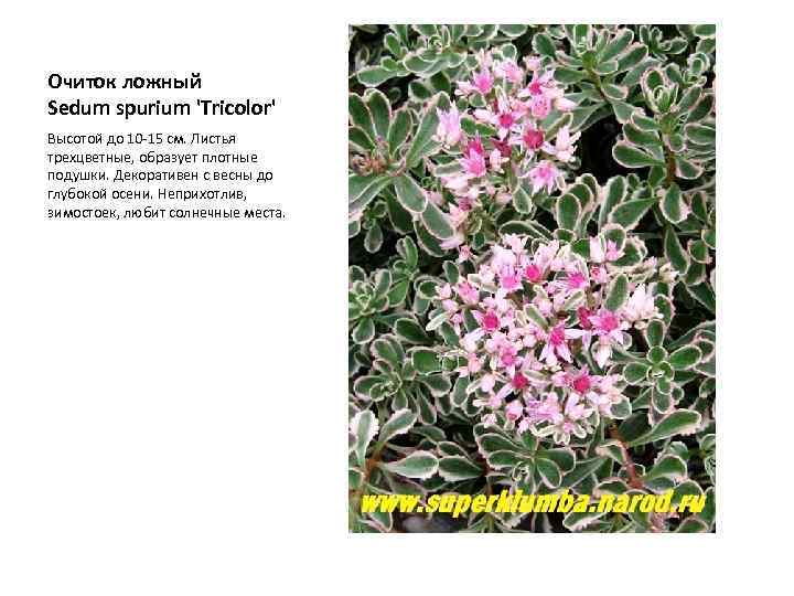 Очиток ложный Sedum spurium 'Tricolor' Высотой до 10 -15 см. Листья трехцветные, образует плотные